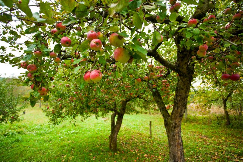 Apple Tree Planting