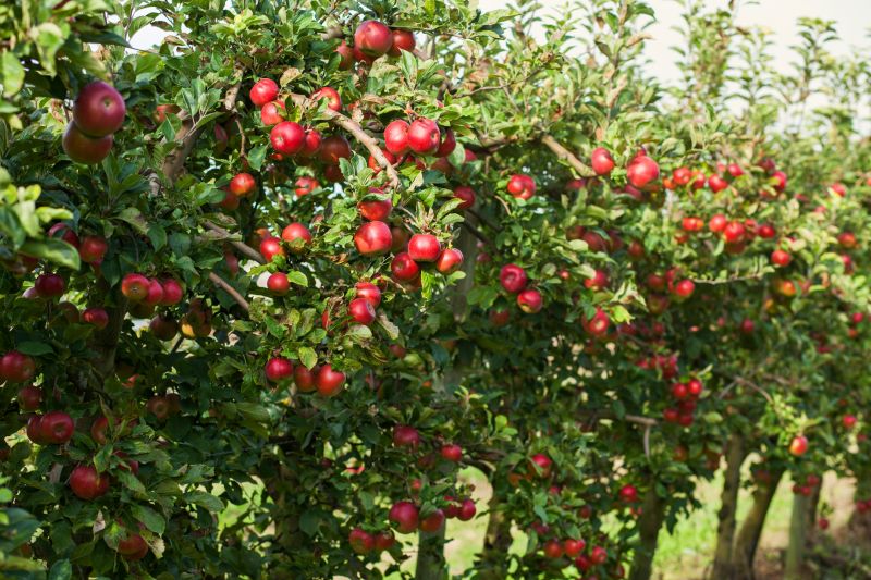 Apple Tree Planting