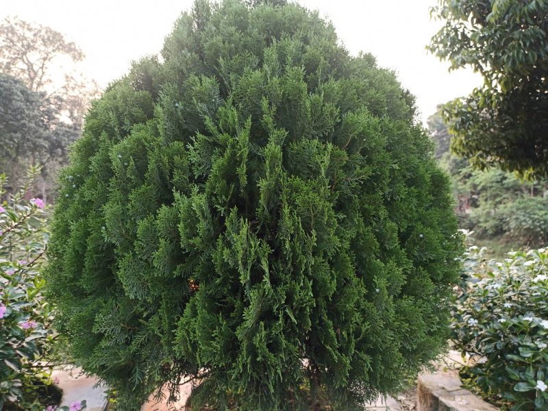 Arborvitae Planting