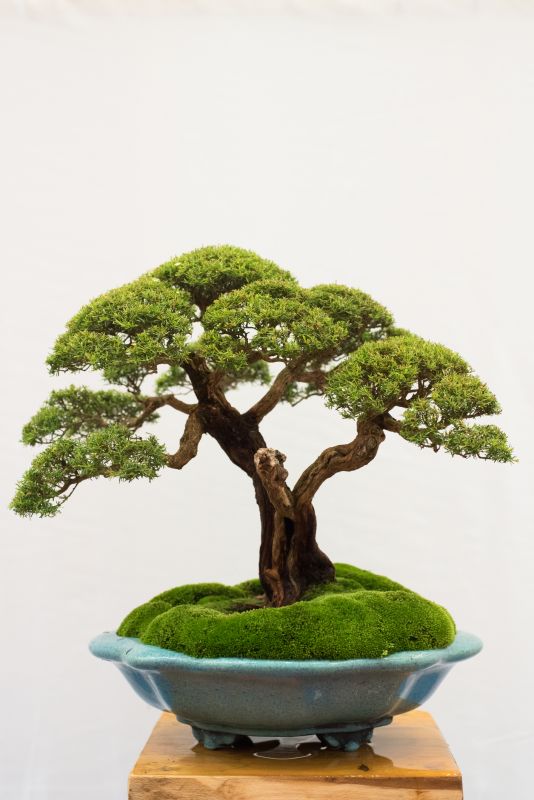 Boxwood Planting