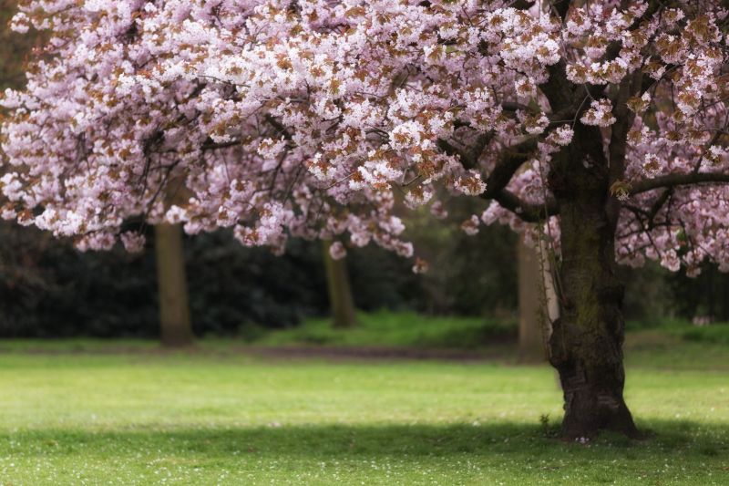 Cherry Tree Planting