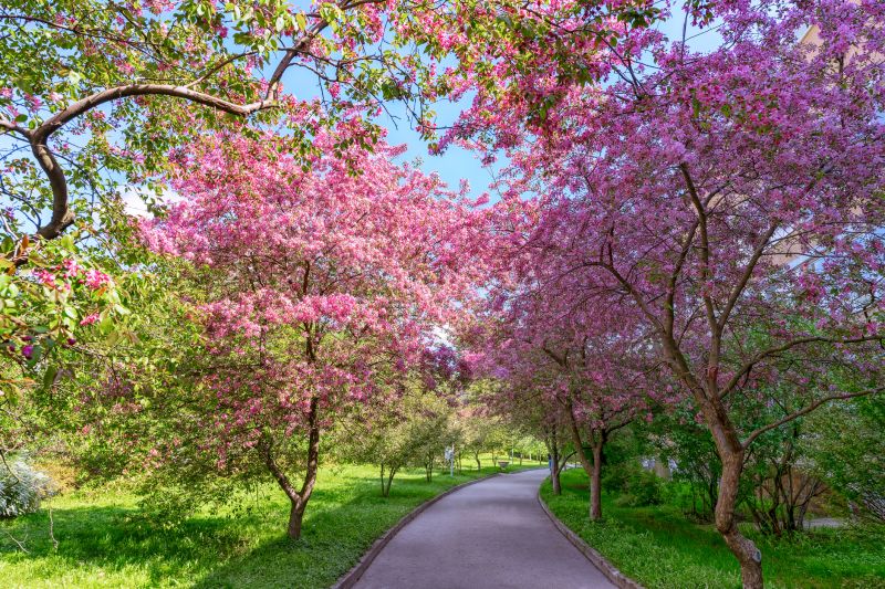 Cherry Tree Planting
