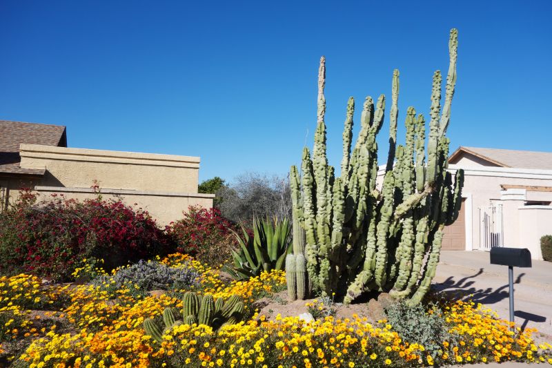 Desert Landscaping