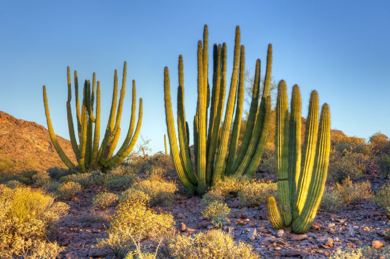 Desert Landscaping