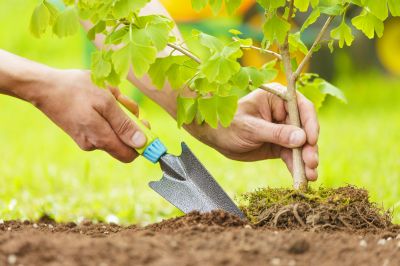 Dogwood Tree Planting