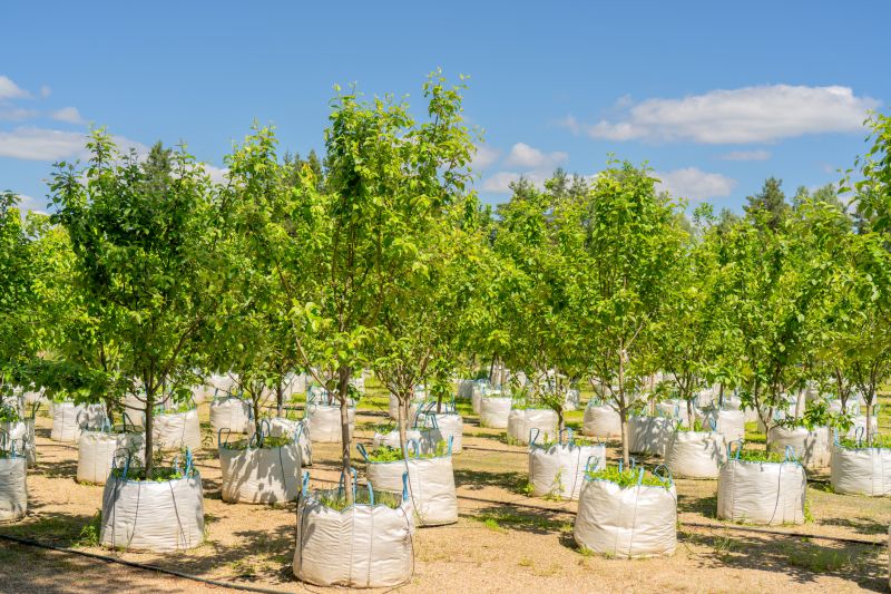 Dogwood Tree Planting