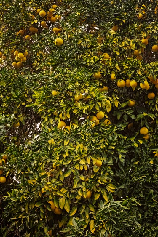 Fruit Tree Planting