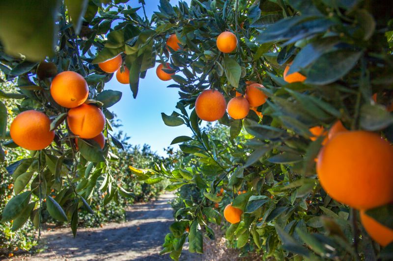 Fruit Tree Planting