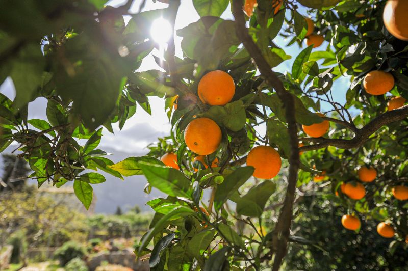 Fruit Tree Planting