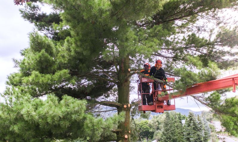 Arborist Pruning detail