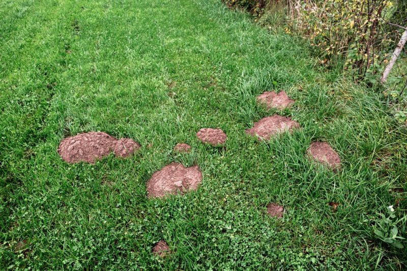 Damaged Yard Repair detail