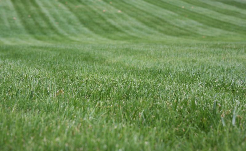 Lawn Landscaping detail
