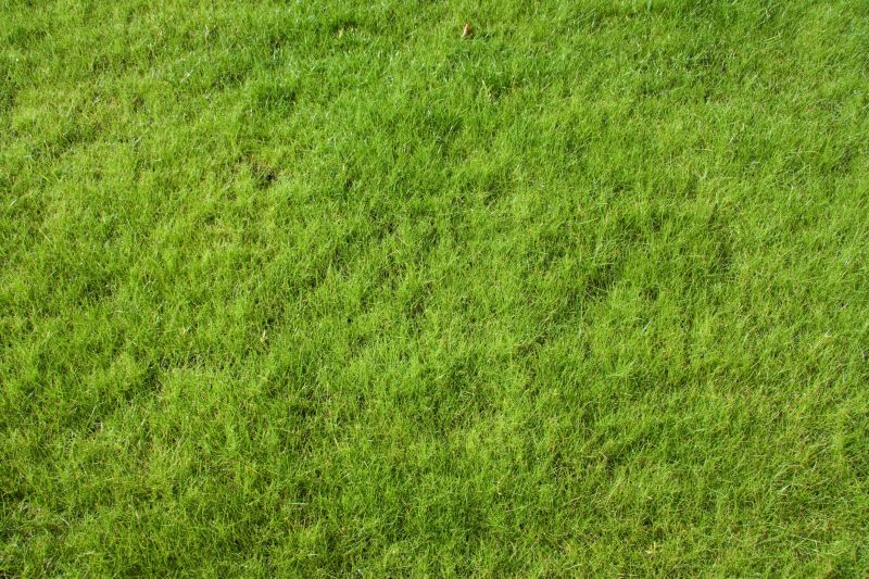 Lawn Landscaping detail