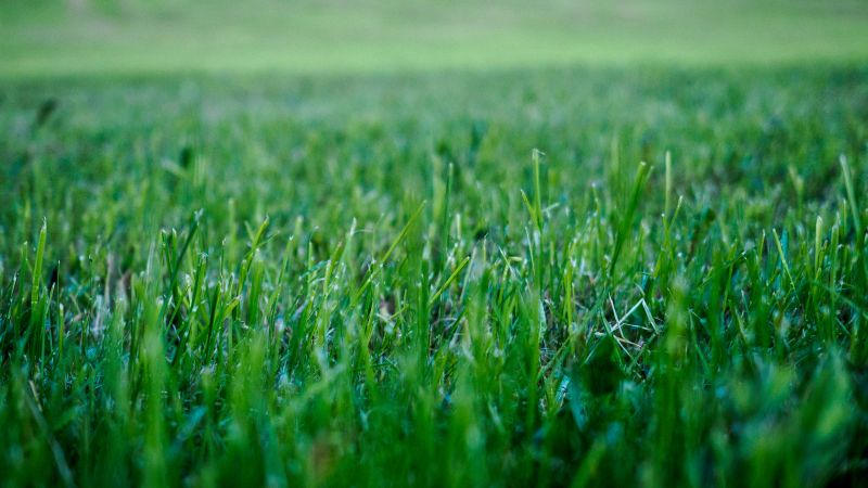 Lawn Repair Service detail
