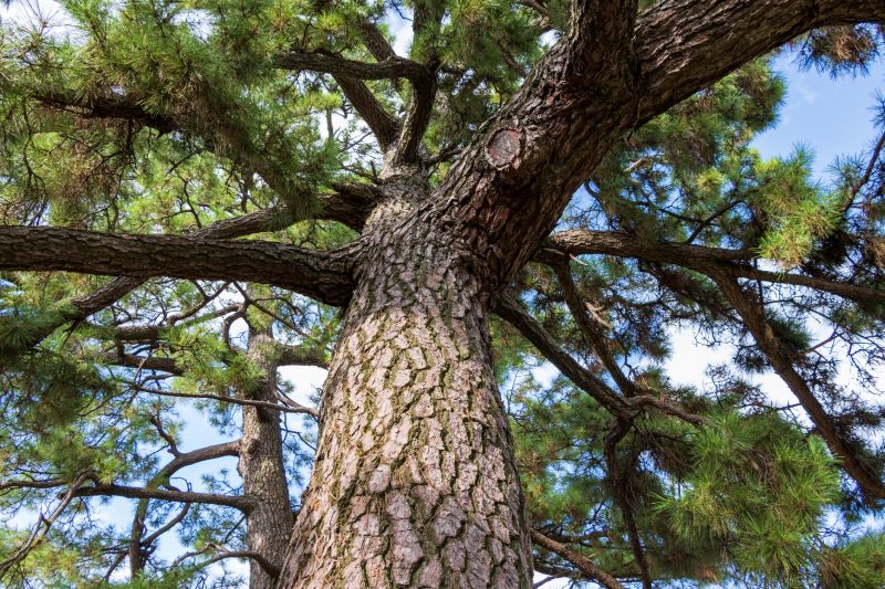 Pine Bark Delivery detail