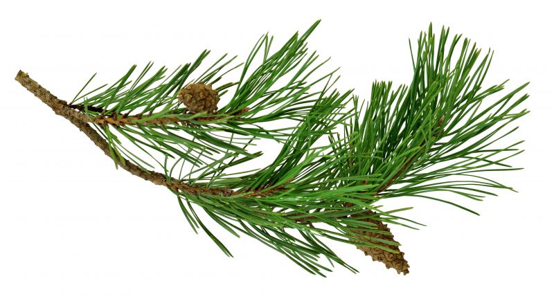 Pine Bark Delivery detail