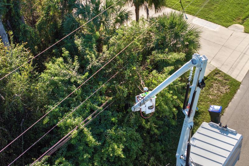 Tree Cabling Service detail