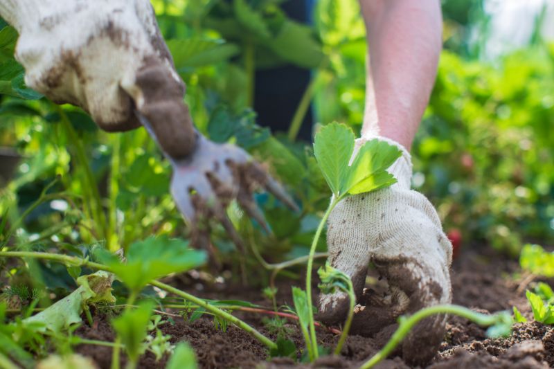 Garden Digging