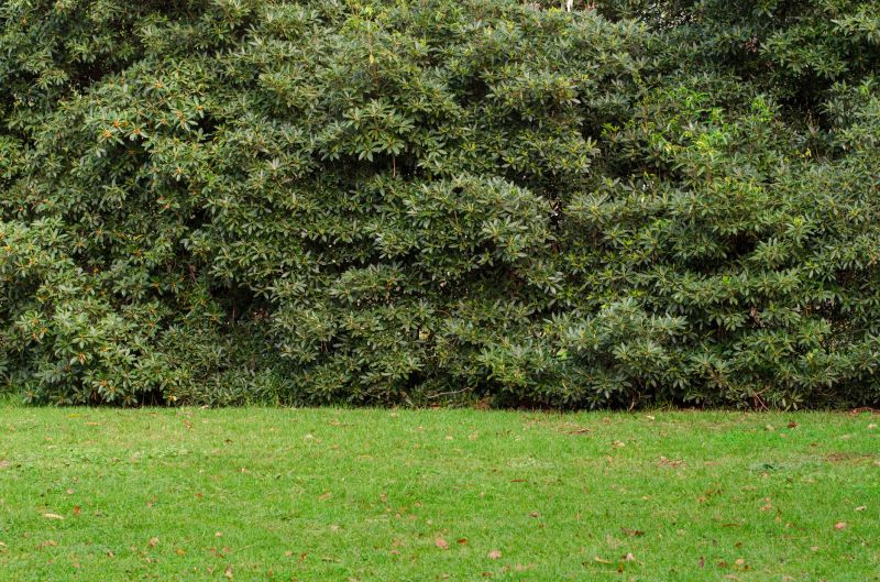 Hedge Landscaping