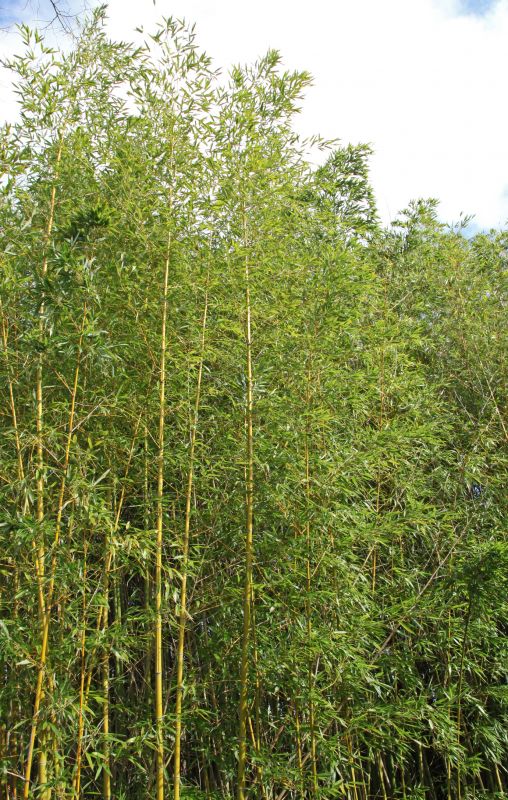 Hedge Planting