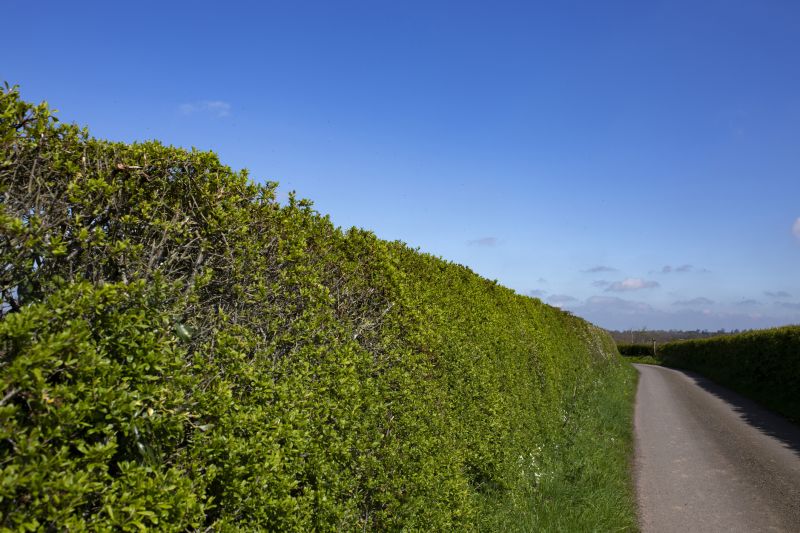 Hedge Planting