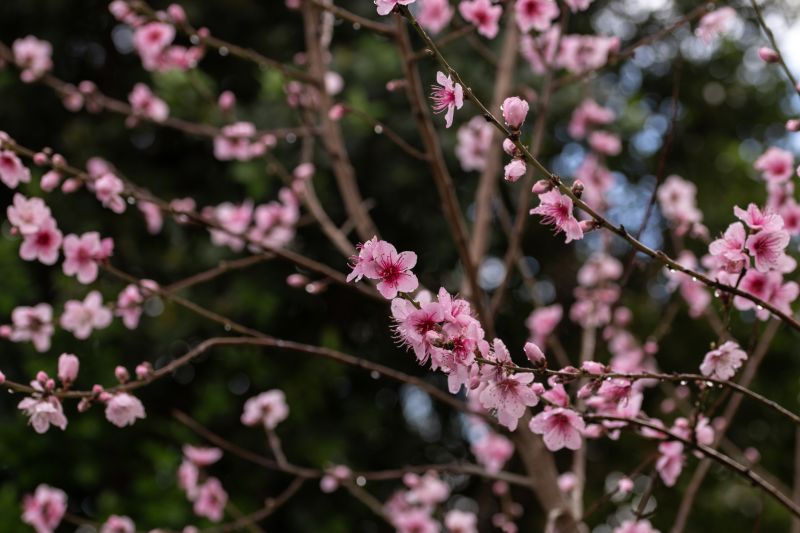Japanese Cherry Tree Planting