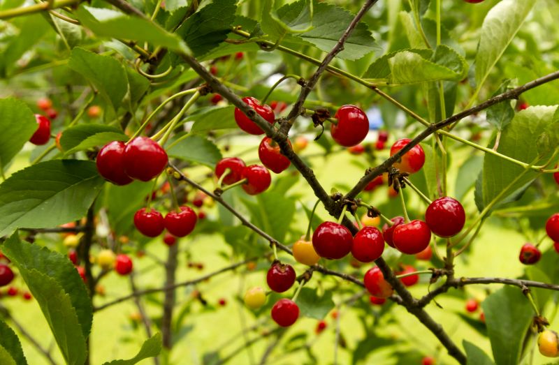 Japanese Cherry Tree Planting
