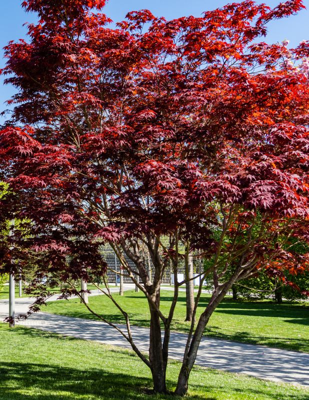 Japanese Maple Planting