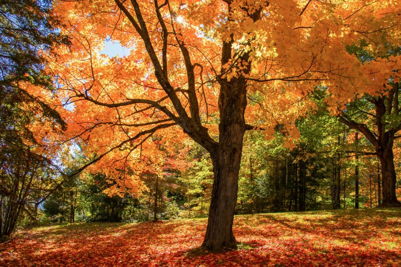 Japanese Maple Planting