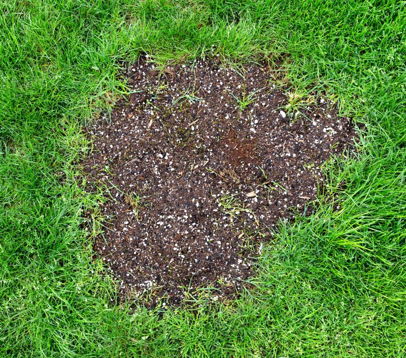 Lawn Patching