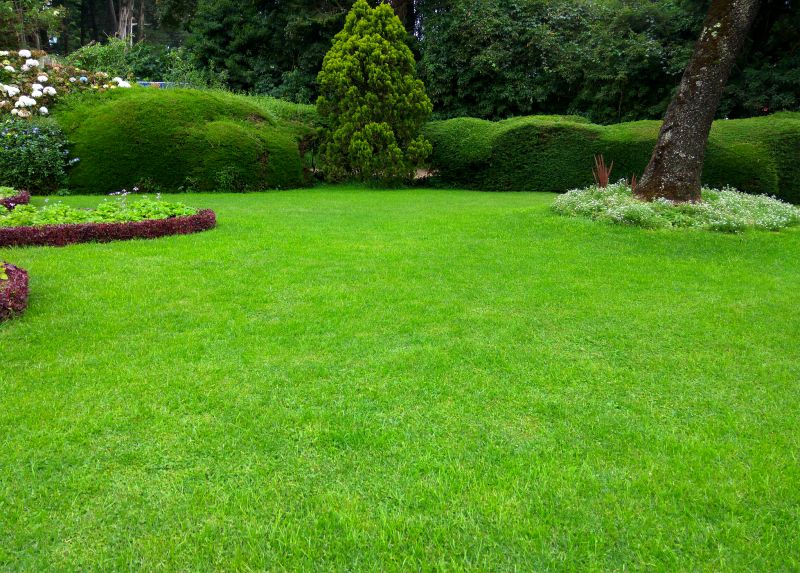 Lawn Renovation