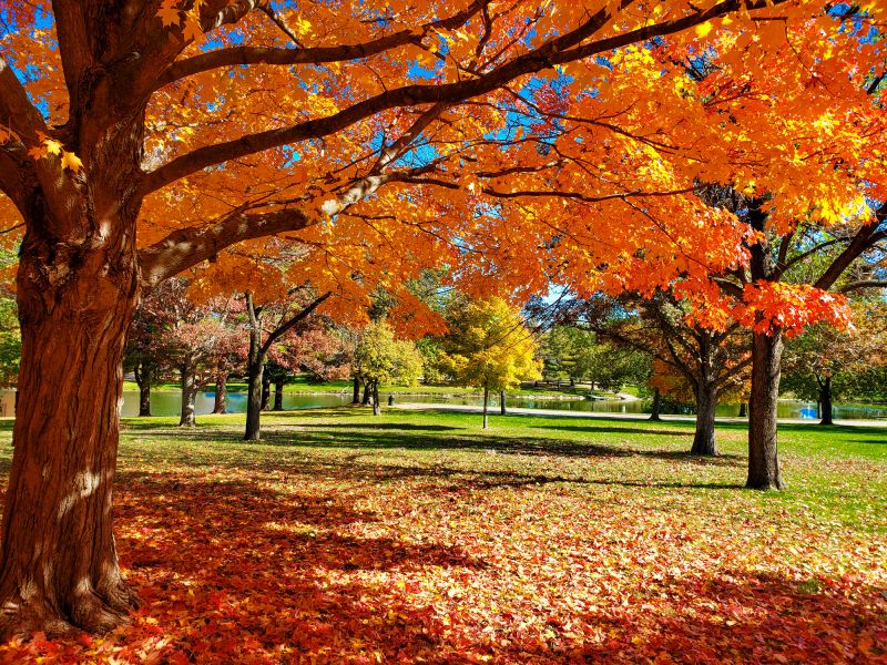 Maple Tree Planting