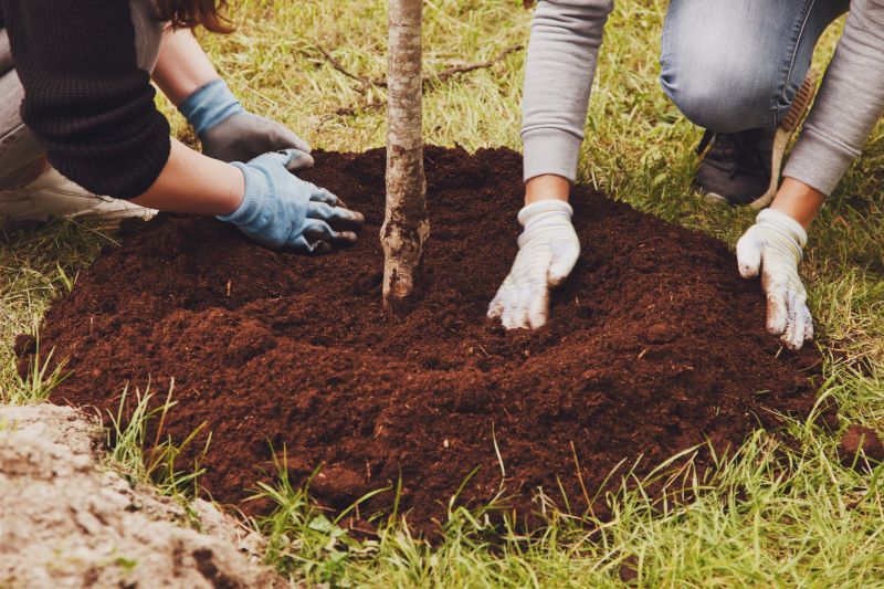 Oak Tree Planting