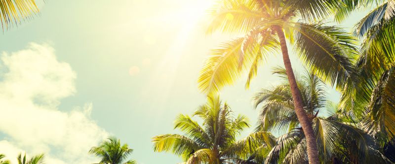 Palm Tree Landscaping