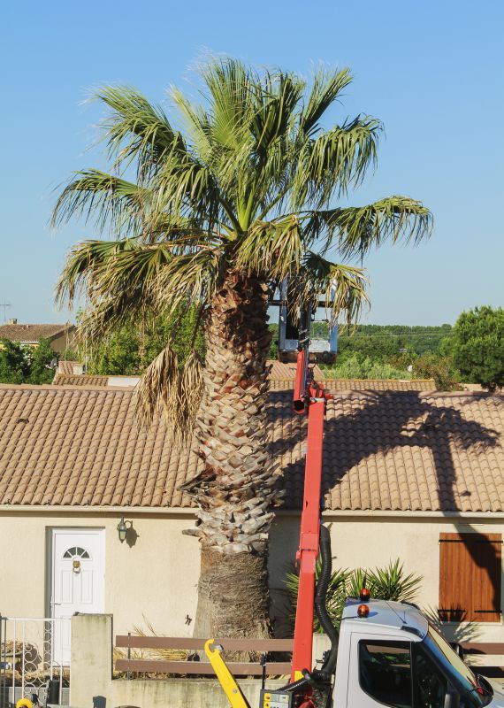 Palm Tree Planting