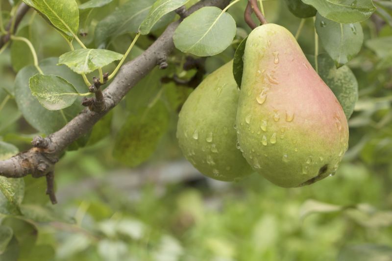 Pear Tree Planting