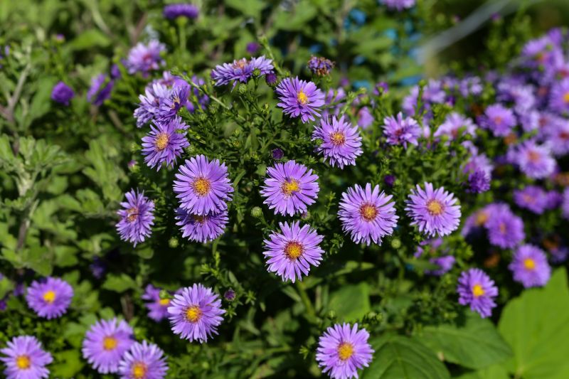 Perennials Planting