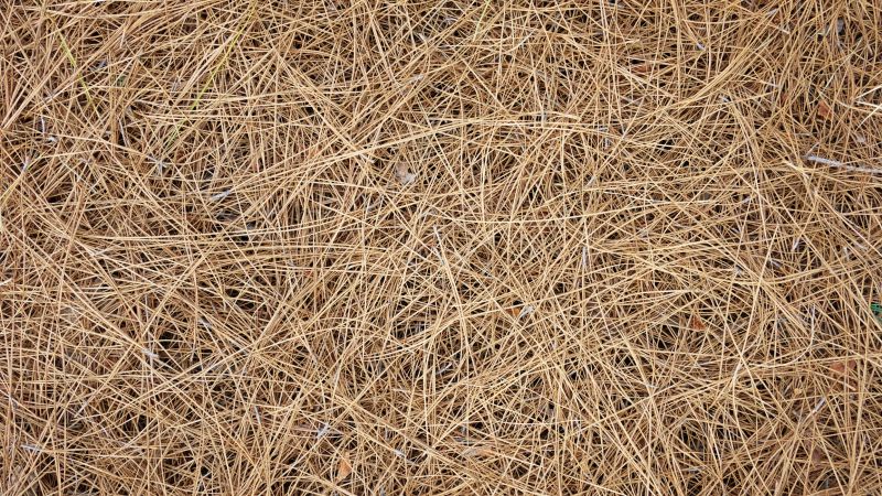Pine Mulch Installation