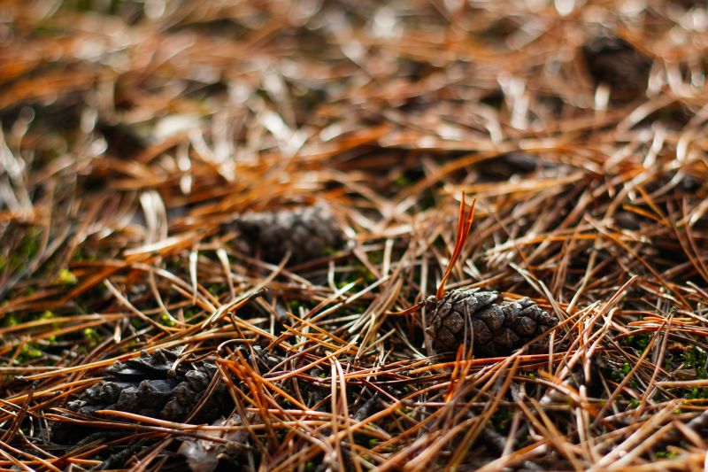 Pine Needles Delivery