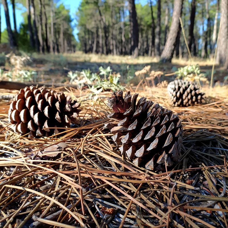 Pine Needles Delivery