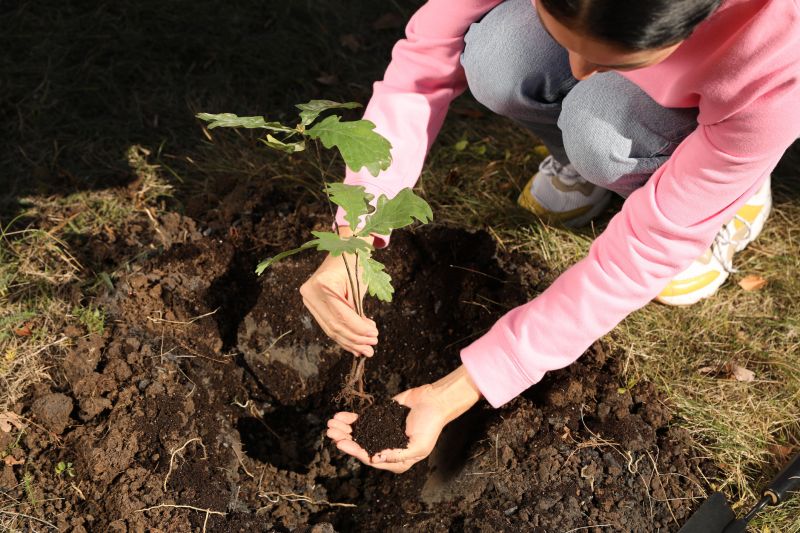Pine Tree Planting
