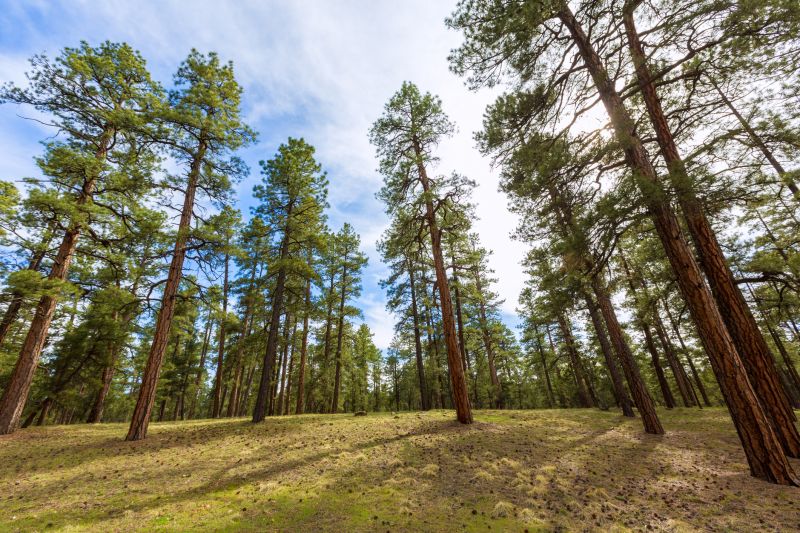 Pine Tree Planting