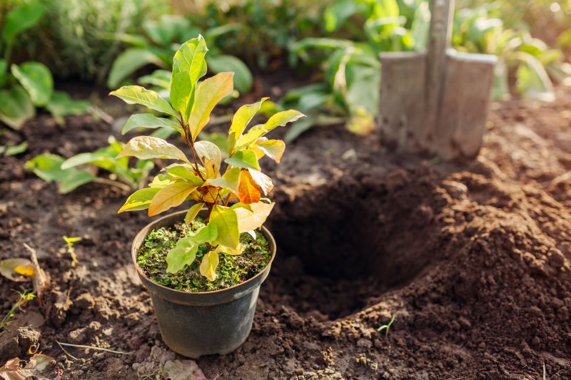 Plant Replacement