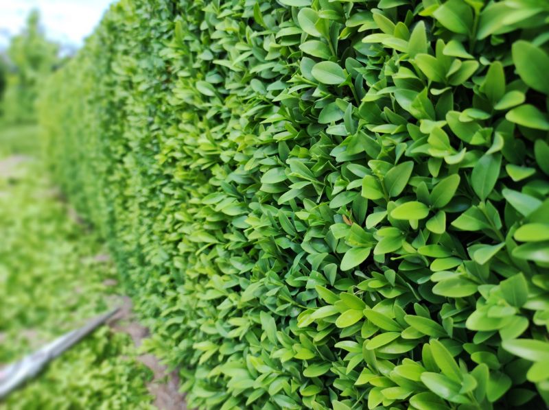 Privacy Hedge Planting