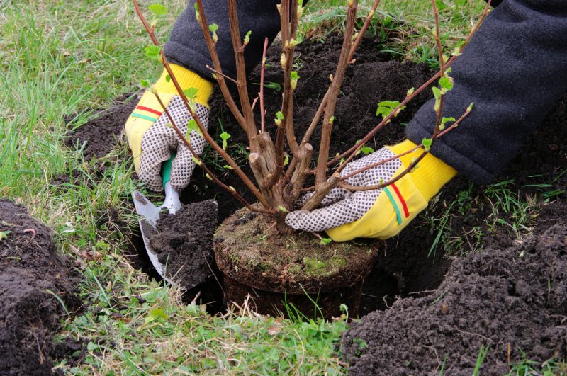 Privacy Shrub Planting
