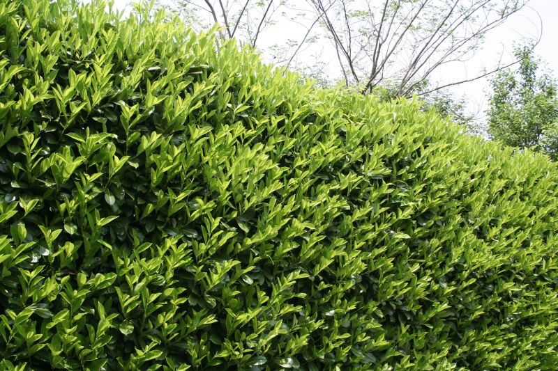 Privacy Shrub Planting
