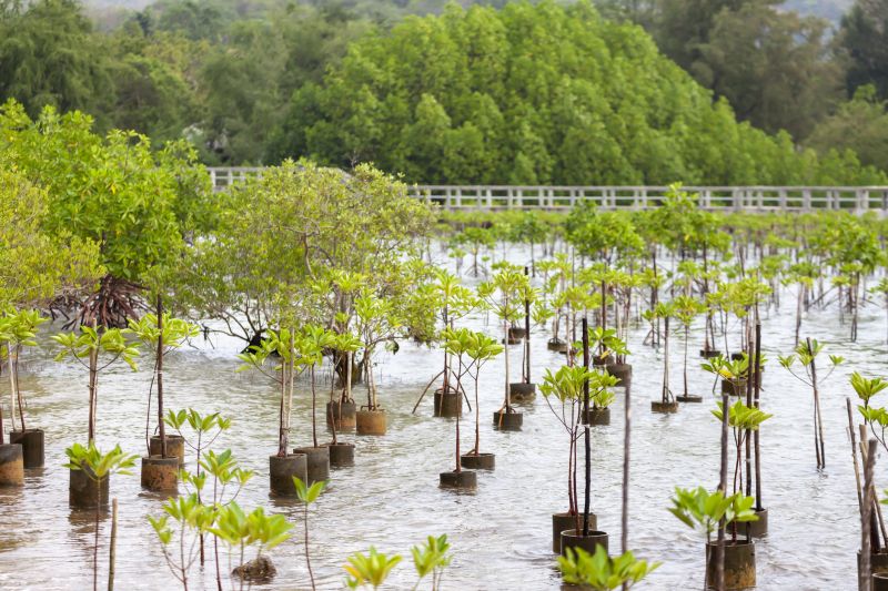 Privacy Trees Planting
