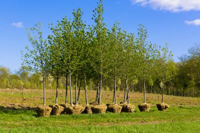 Privacy Trees Planting