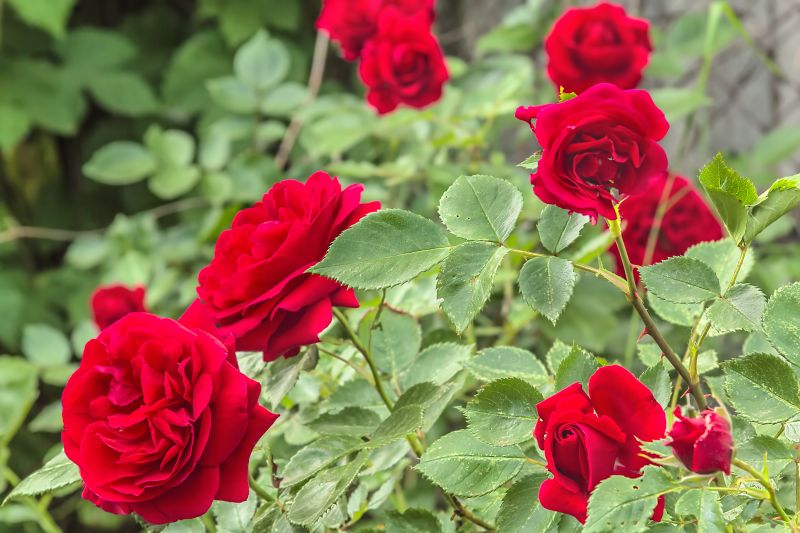 Rose Bush Planting