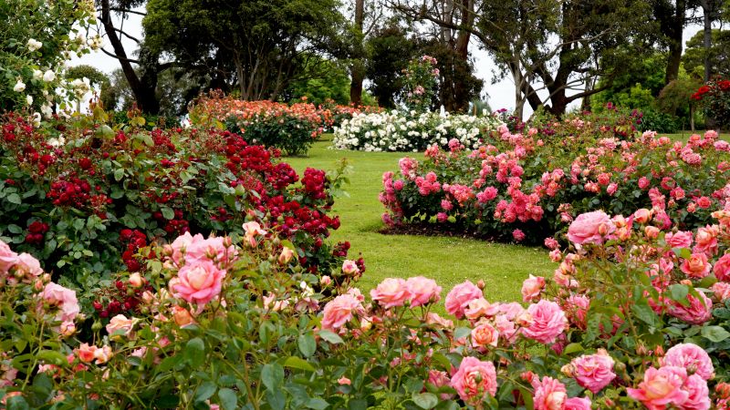 Rose Bush Planting